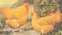 Preserve an Endangered Species with Heritage Chickens